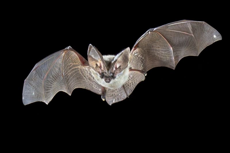 Bat Pest Control Service