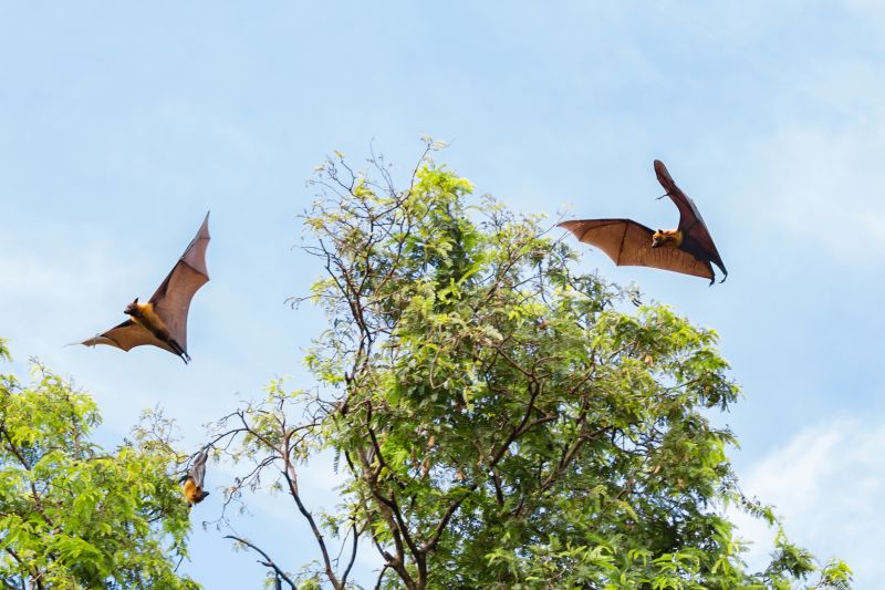 Bat Pest Control Service