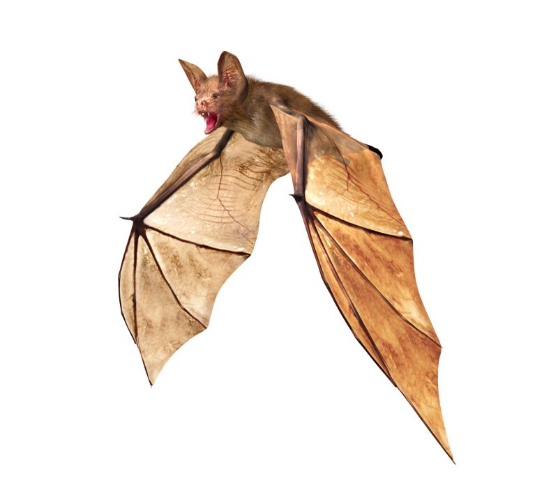 Bat Pest Control Service