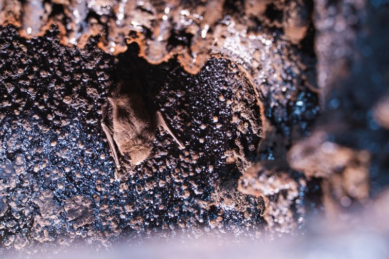 Bat Removal and Exclusion