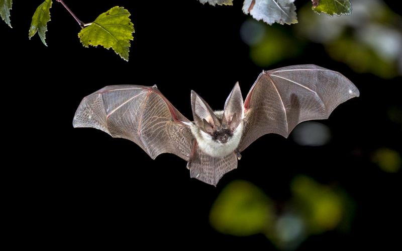 Bat Pest Control Service