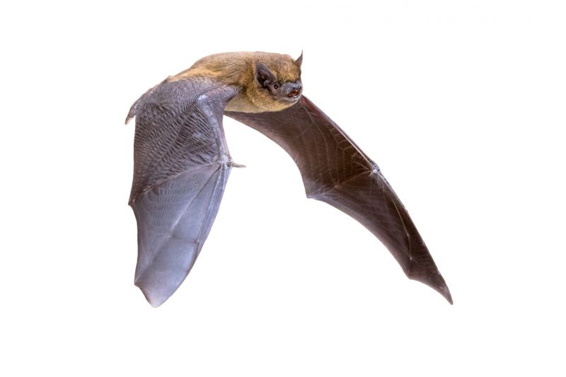 Bat Pest Control Service