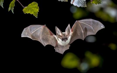 Bat Pest Control Service