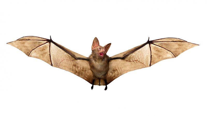 Bat Pest Control Service