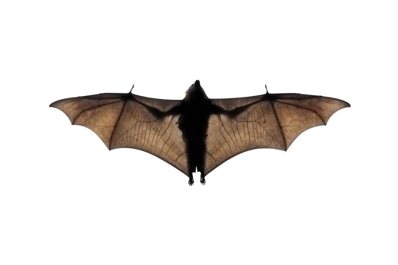 Health Risks Associated With Birds And Bats On Your Property