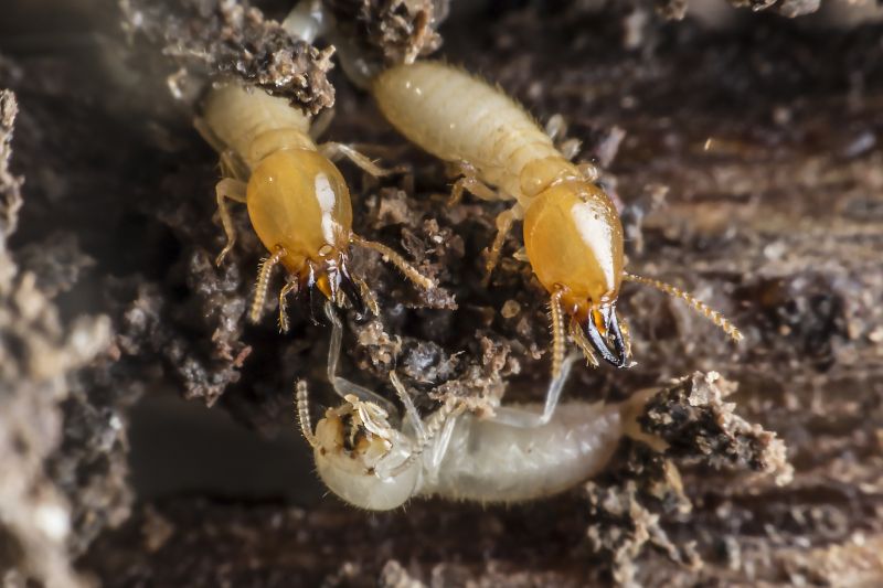 Winged Termite Extermination in Katy, TX