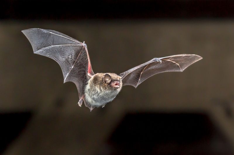 Bat Pest Control Service